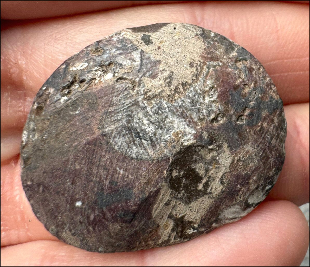 Sm. Polished AMMONITE Specimen - Stability, Connect with Mother Earth