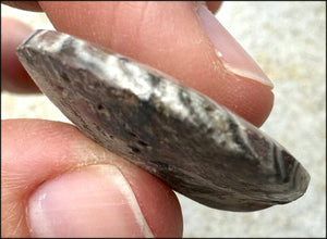 Sm. Polished AMMONITE Specimen - Stability, Connect with Mother Earth