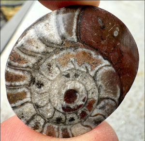 Sm. Polished AMMONITE Specimen - Stability, Connect with Mother Earth