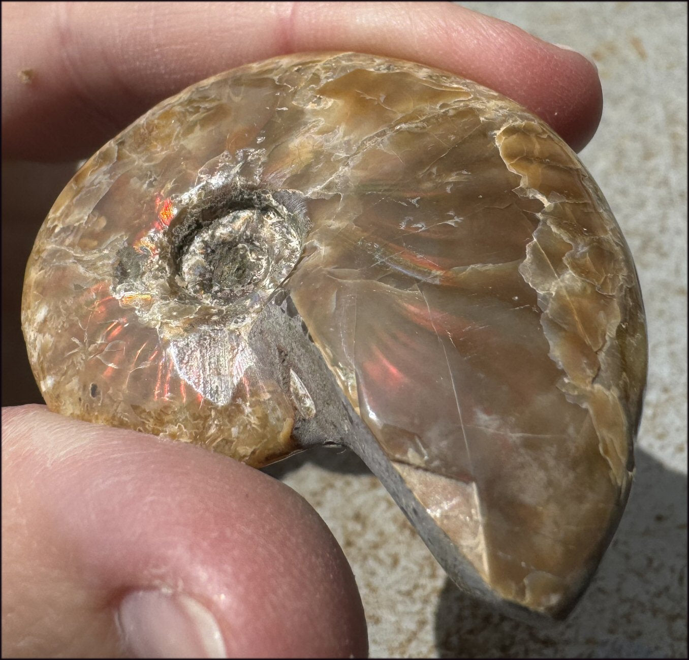 ~Flashy~ Madagascar Iridescent RED AMMONITE Fossil - Root Chakra, Stability