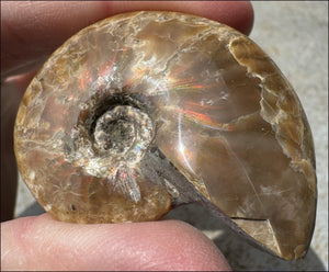 ~Flashy~ Madagascar Iridescent RED AMMONITE Fossil - Root Chakra, Stability