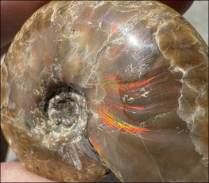 ~Flashy~ Madagascar Iridescent RED AMMONITE Fossil - Root Chakra, Stability