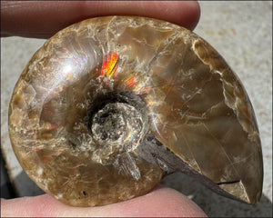 ~Flashy~ Madagascar Iridescent RED AMMONITE Fossil - Root Chakra, Stability