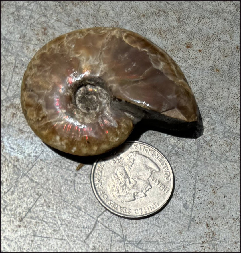 ~Flashy~ Madagascar Iridescent RED AMMONITE Fossil - Root Chakra, Stability