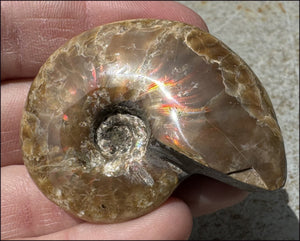 ~Flashy~ Madagascar Iridescent RED AMMONITE Fossil - Root Chakra, Stability