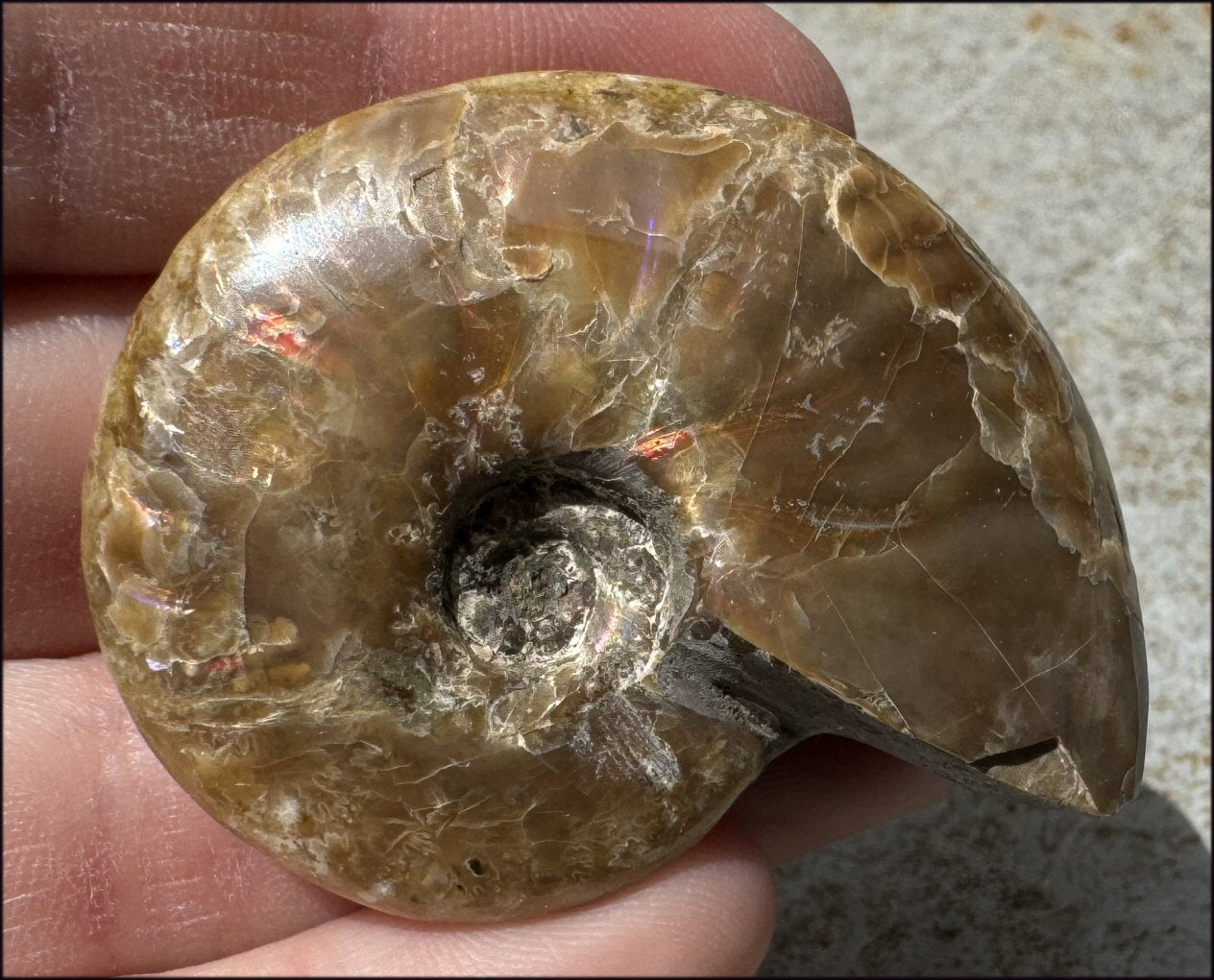 ~Flashy~ Madagascar Iridescent RED AMMONITE Fossil - Root Chakra, Stability