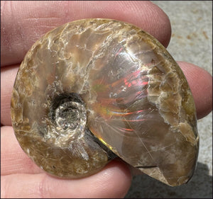 ~Flashy~ Madagascar Iridescent RED AMMONITE Fossil - Root Chakra, Stability