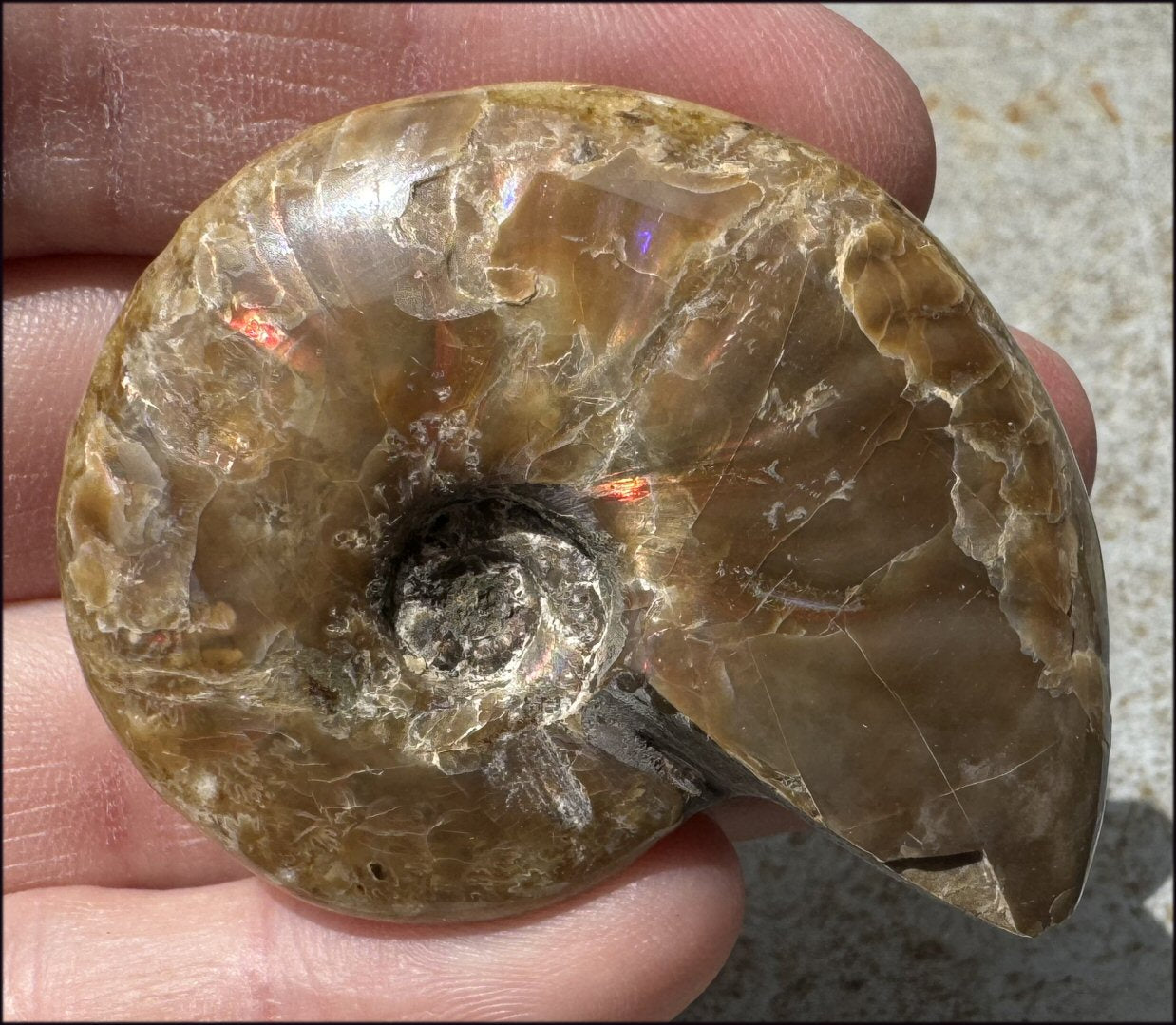 ~Flashy~ Madagascar Iridescent RED AMMONITE Fossil - Root Chakra, Stability