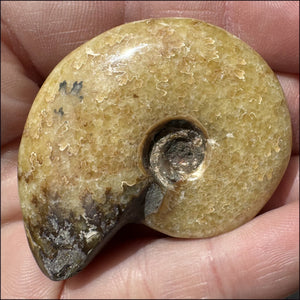 ~Flashy~ Madagascar Iridescent RED AMMONITE Fossil - Root Chakra, Stability