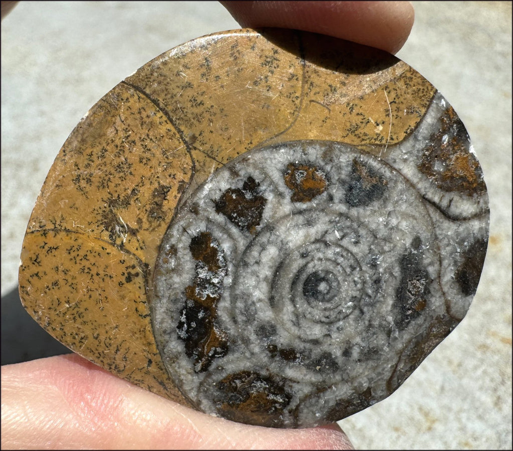 Sm. Polished AMMONITE Specimen - Stability, Connect wiith Mother Earth