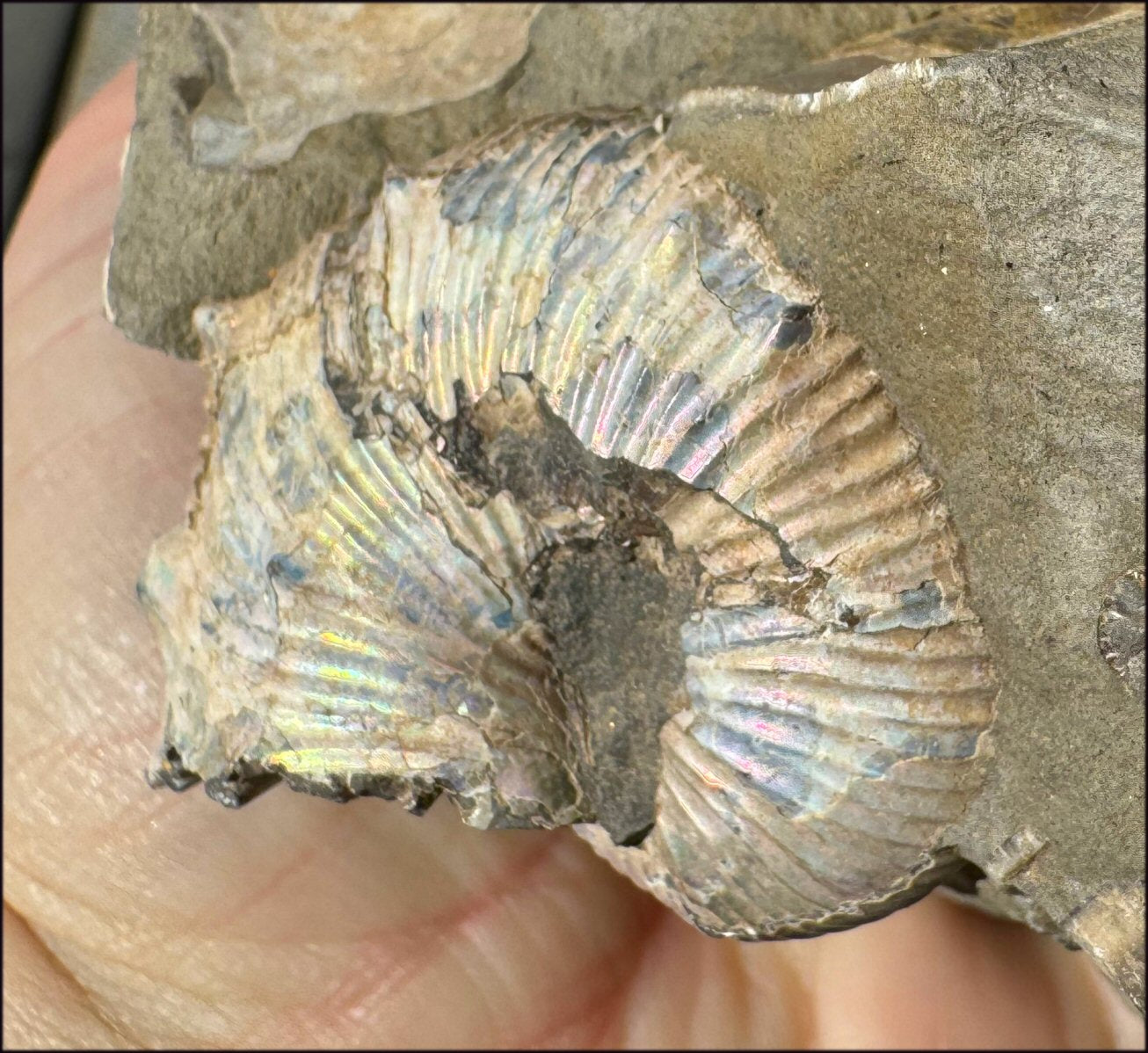 XL Madagascar Iridescent AMMONITE Fossil Standing Stone - Root Chakra, Stability - with Synergy 23+ years