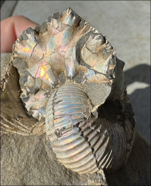 XL Madagascar Iridescent AMMONITE Fossil Standing Stone - Root Chakra, Stability - with Synergy 23+ years