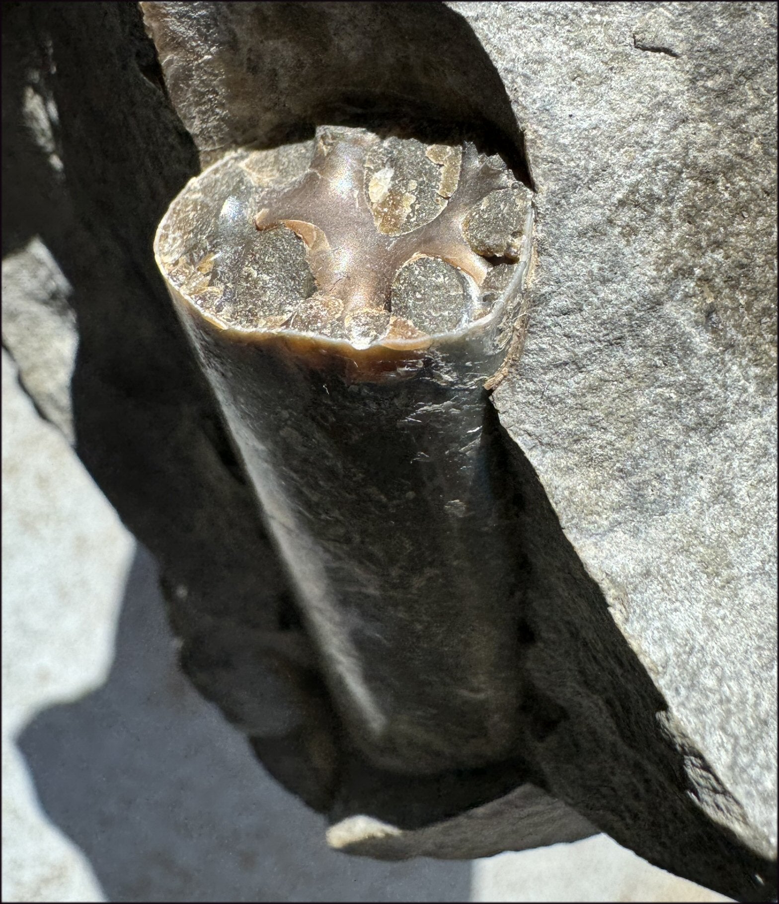 XL Madagascar Iridescent AMMONITE Fossil Standing Stone - Root Chakra, Stability - with Synergy 23+ years