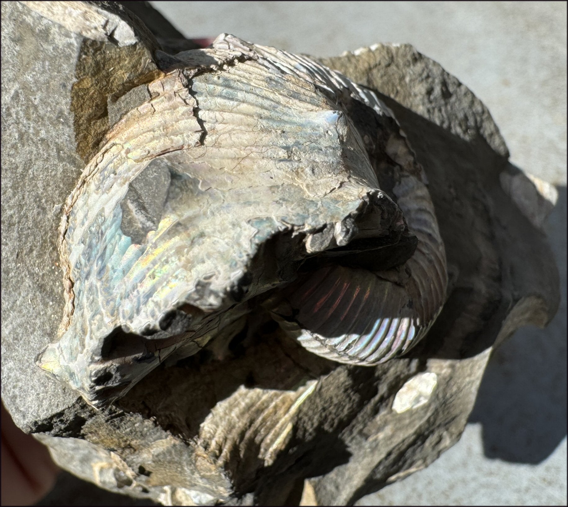 XL Madagascar Iridescent AMMONITE Fossil Standing Stone - Root Chakra, Stability - with Synergy 23+ years