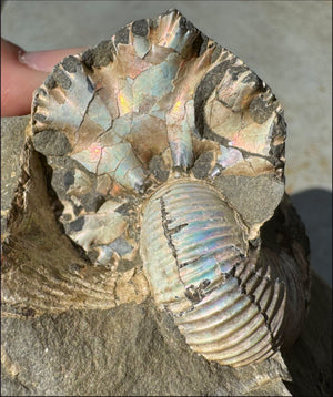 XL Madagascar Iridescent AMMONITE Fossil Standing Stone - Root Chakra, Stability - with Synergy 23+ years