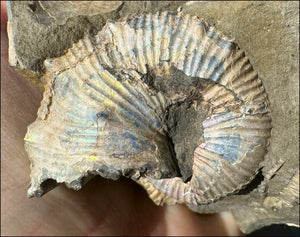 XL Madagascar Iridescent AMMONITE Fossil Standing Stone - Root Chakra, Stability - with Synergy 23+ years