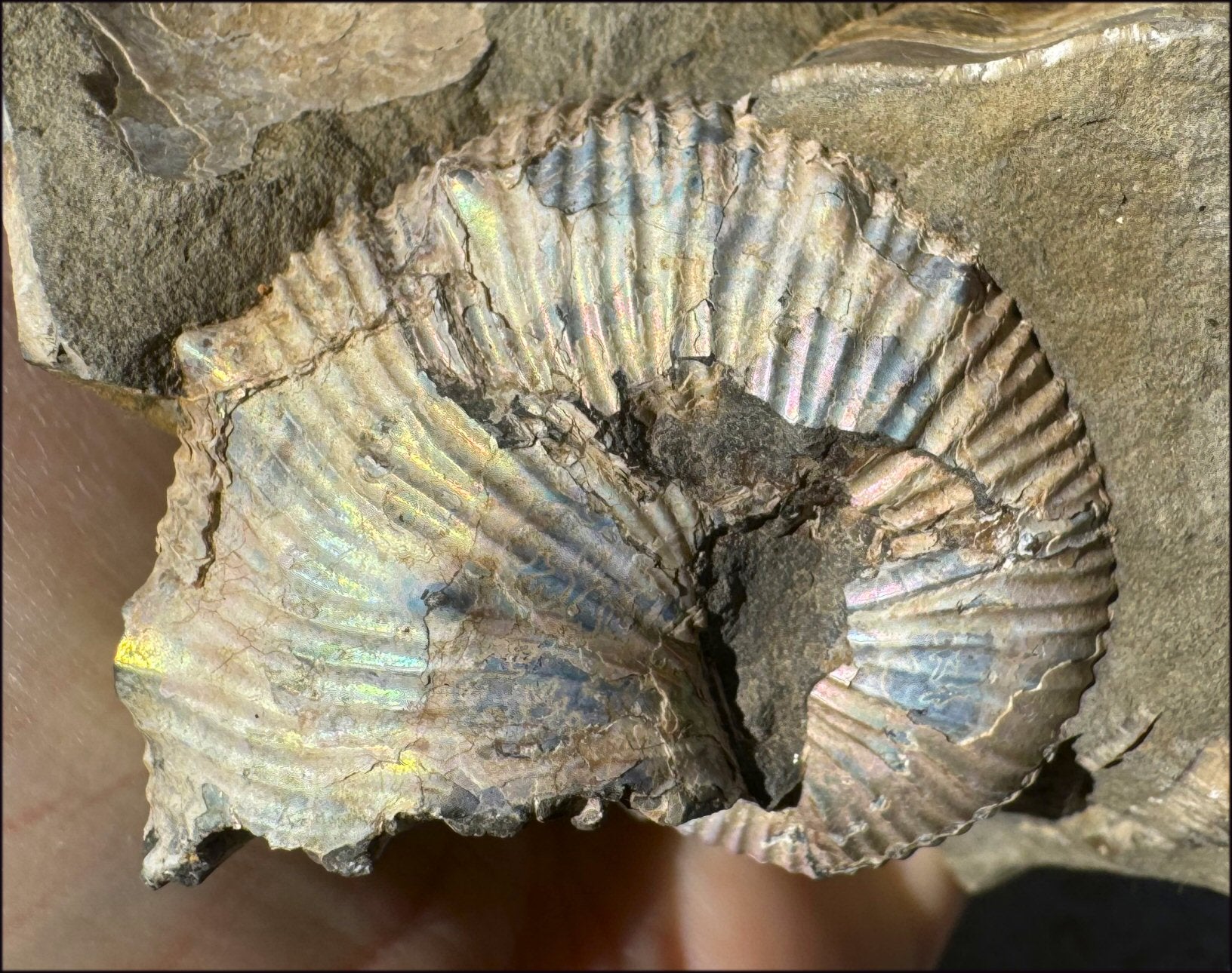 XL Madagascar Iridescent AMMONITE Fossil Standing Stone - Root Chakra, Stability - with Synergy 23+ years