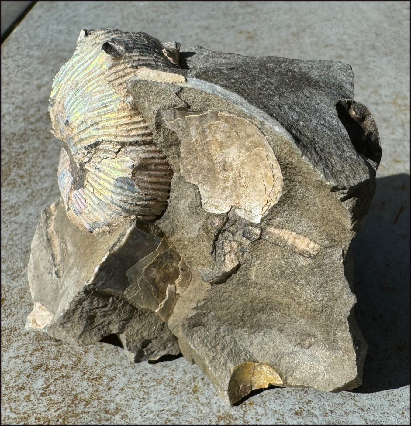 XL Madagascar Iridescent AMMONITE Fossil Standing Stone - Root Chakra, Stability - with Synergy 23+ years