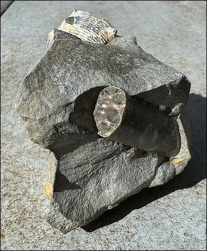 XL Madagascar Iridescent AMMONITE Fossil Standing Stone - Root Chakra, Stability - with Synergy 23+ years