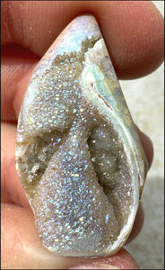 Titanium Aura Druzy Fossilized TULIP Shell with Fantastic Sparkles, Rainbow Colors