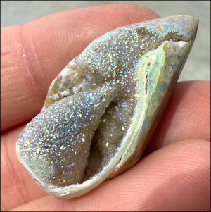 Titanium Aura Druzy Fossilized TULIP Shell with Fantastic Sparkles, Rainbow Colors
