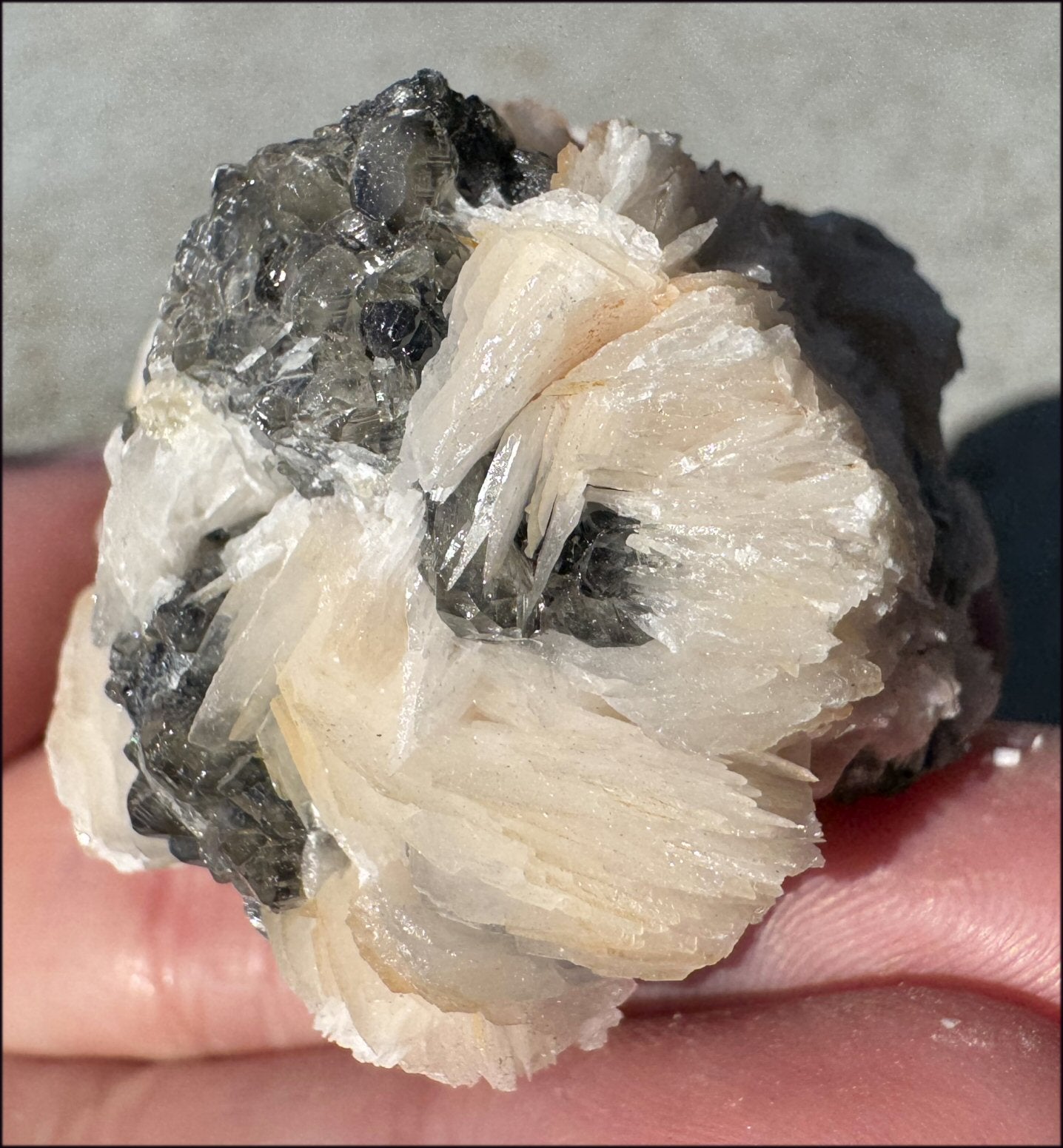 Moroccan Barite + Galena specimen - Beautiful "petal" formations!