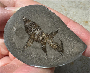 ~New~ French Septarian Nodule with Sparkly BARITE Crystal inclusions