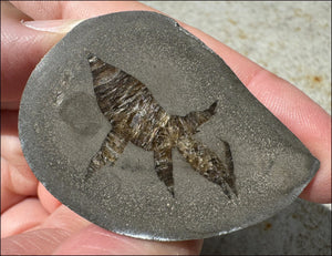 ~New~ French Septarian Nodule with Sparkly BARITE Crystal inclusions