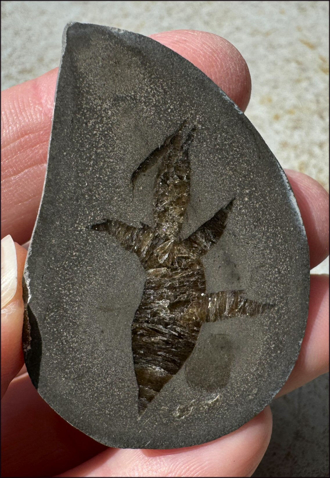 ~New~ French Septarian Nodule with Sparkly BARITE Crystal inclusions