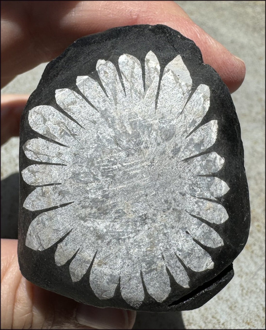 Natural Chrysanthemum Stone Specimen - Joy, Heart Chakra