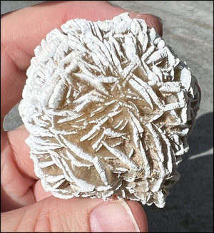 Desert Rose Selenite Natural "Blossom" Formation - Serenity - with Synergy 5+ yrs