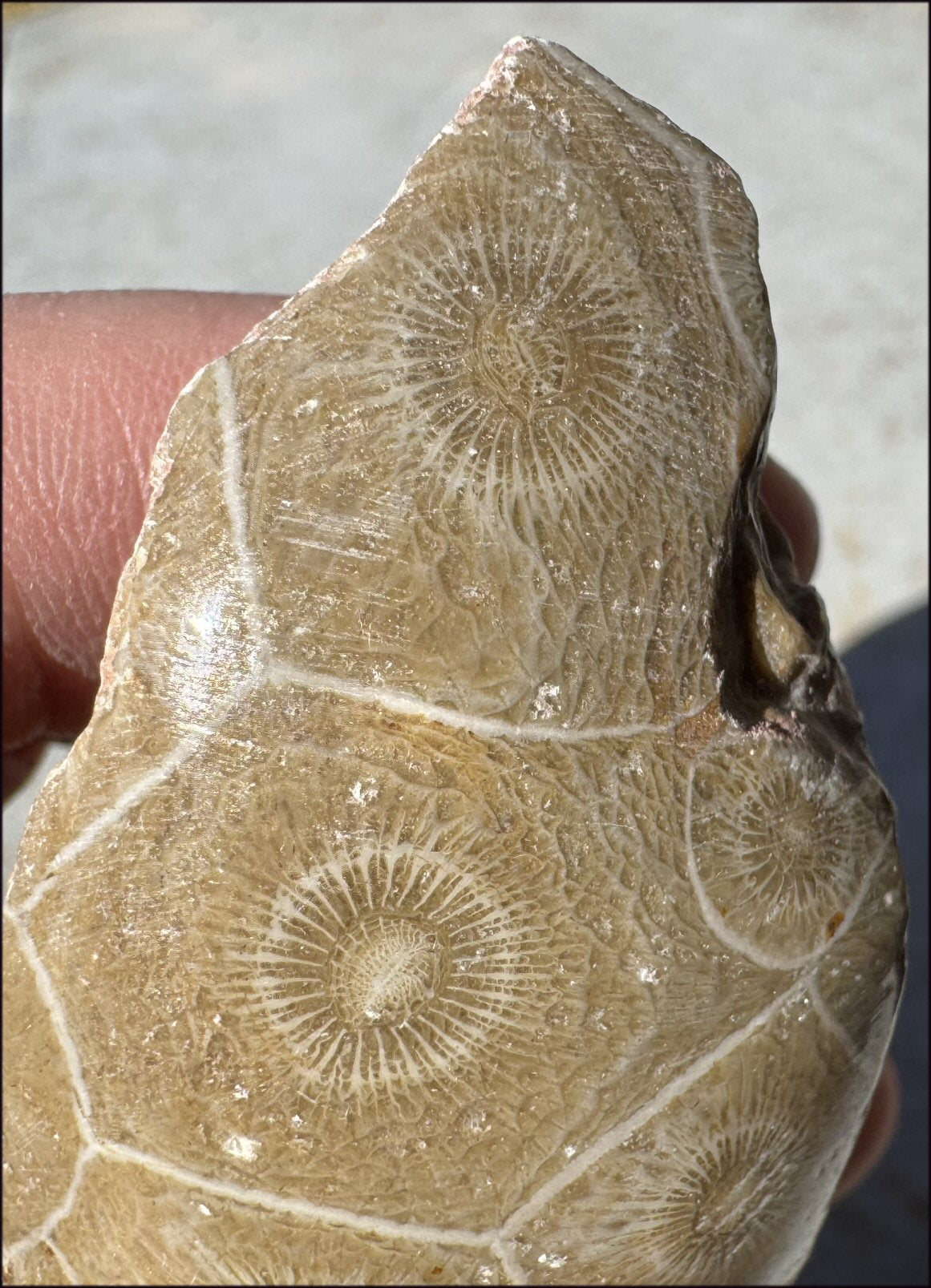 Fossilized CORAL Specimen - 3rd Eye Chakra, Dissipate negativity