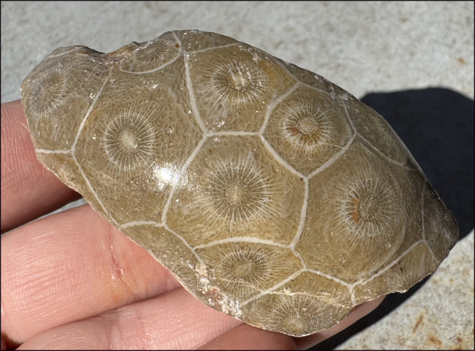 Fossilized CORAL Specimen - 3rd Eye Chakra, Dissipate negativity