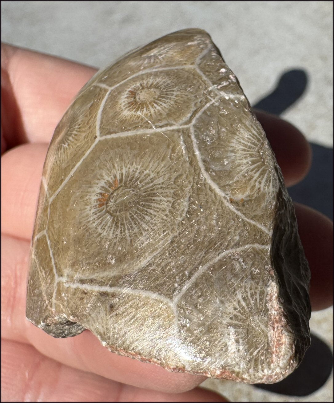 Fossilized CORAL Specimen - 3rd Eye Chakra, Dissipate negativity