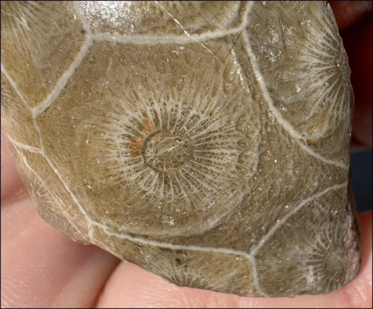 Fossilized CORAL Specimen - 3rd Eye Chakra, Dissipate negativity