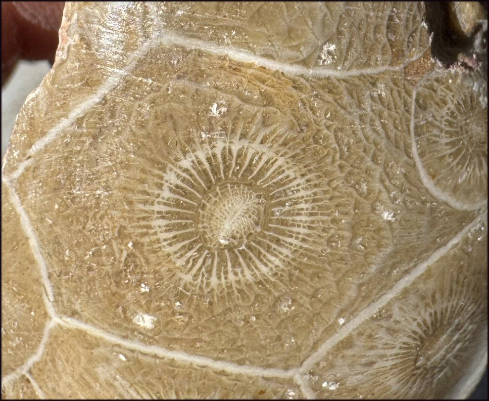 Fossilized CORAL Specimen - 3rd Eye Chakra, Dissipate negativity