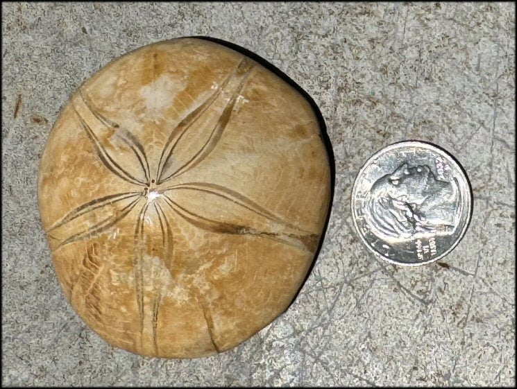Fossil Sea Urchin Specimen / Echinoid Fossil - Let go of old patterns