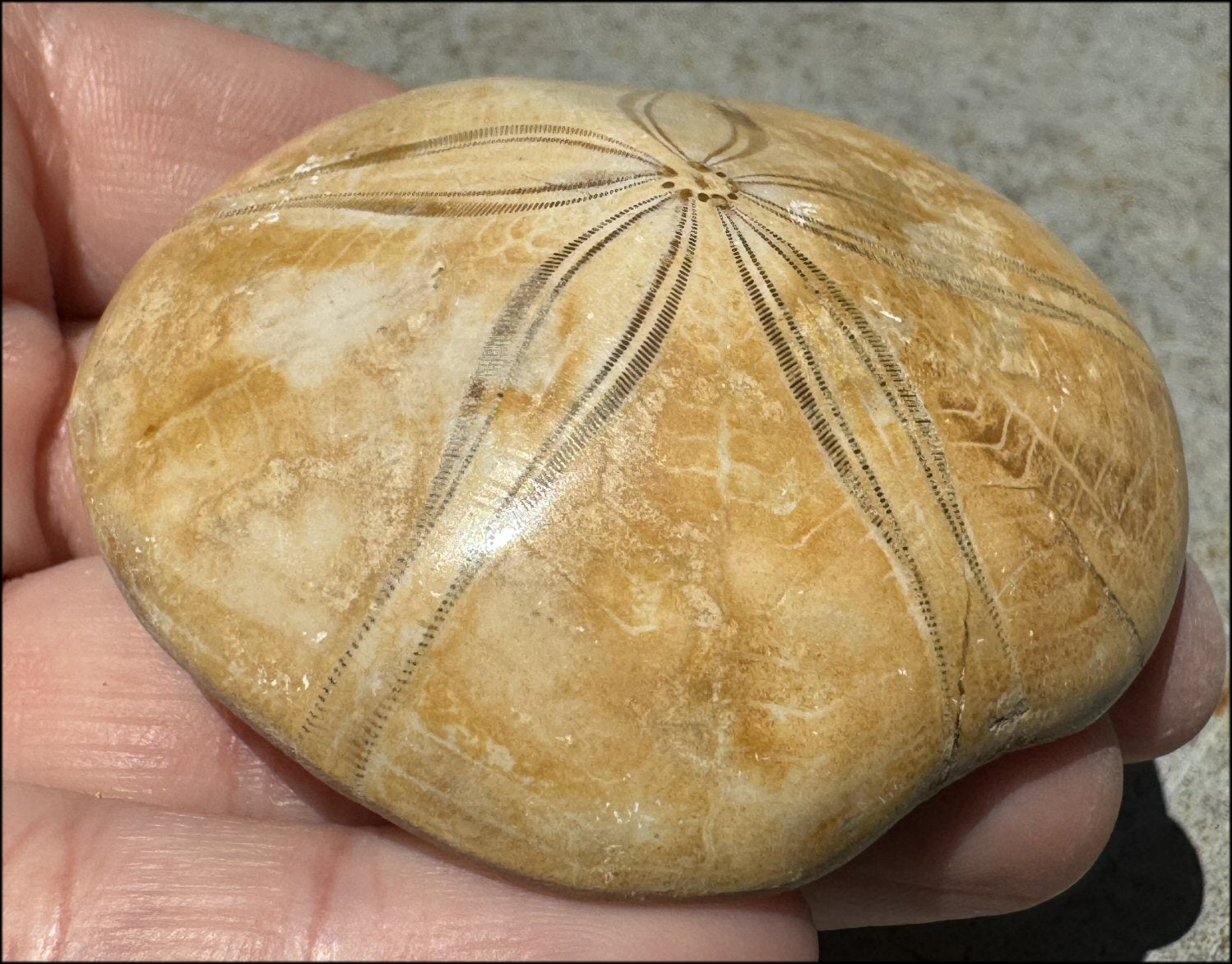 Fossil Sea Urchin Specimen / Echinoid Fossil - Let go of old patterns