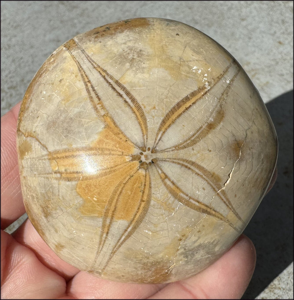 Fossil Sea Urchin Specimen / Echinoid Fossil - Let go of old patterns