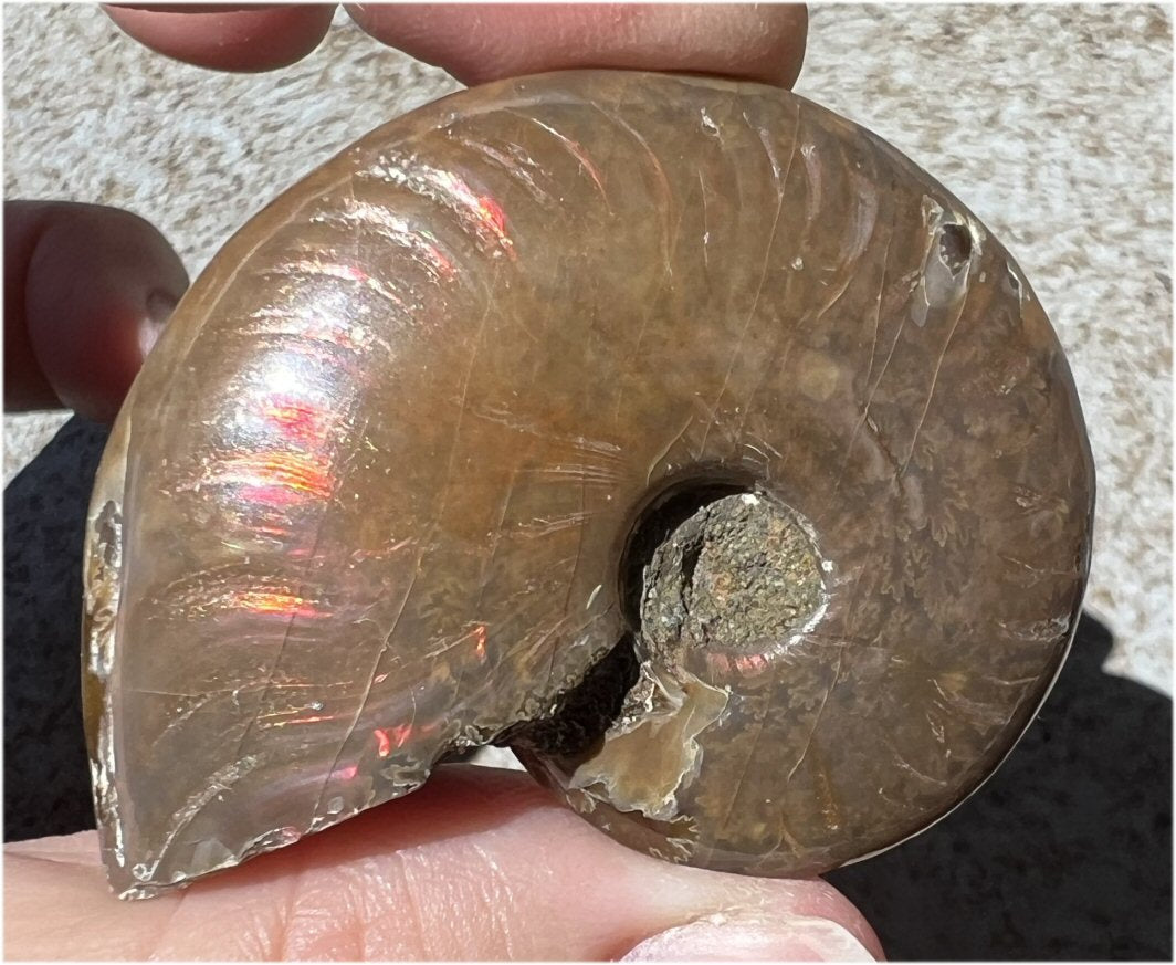 Madagascar Iridescent RED AMMONITE Fossil - Root Chakra, Stability