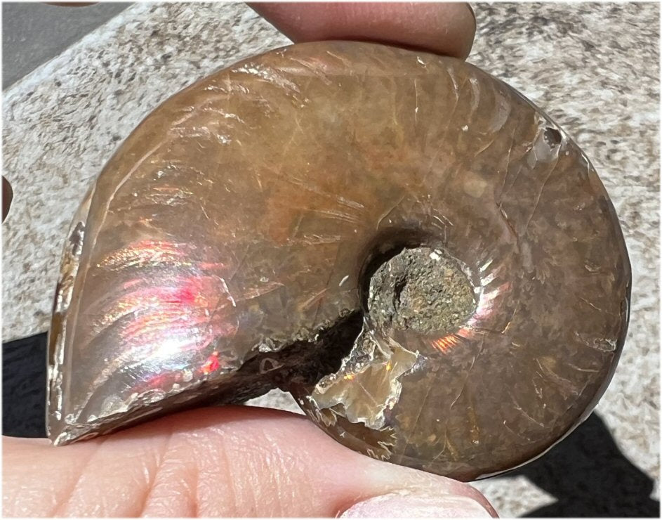 Madagascar Iridescent RED AMMONITE Fossil - Root Chakra, Stability