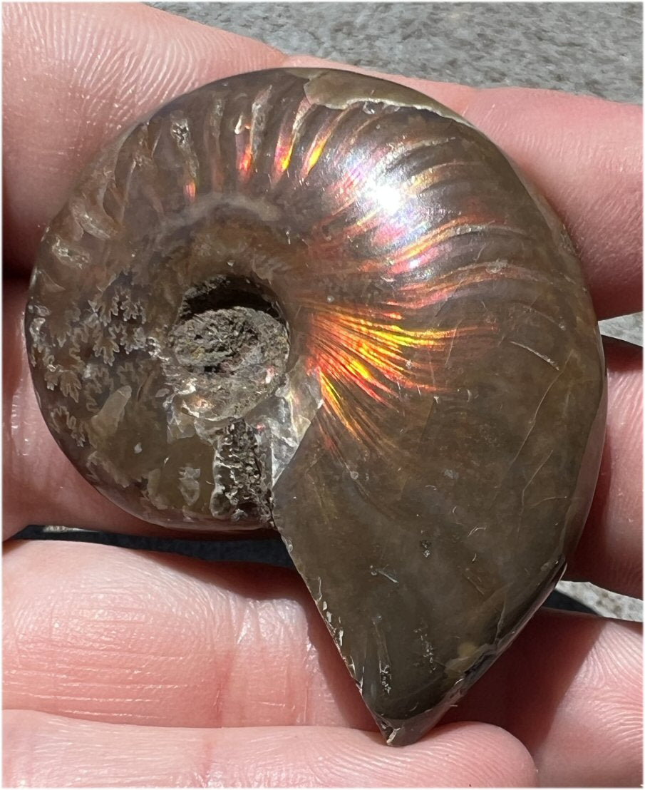 Madagascar Iridescent RED AMMONITE Fossil - Root Chakra, Stability