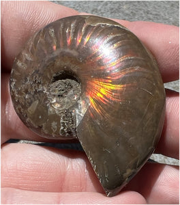 Madagascar Iridescent RED AMMONITE Fossil - Root Chakra, Stability