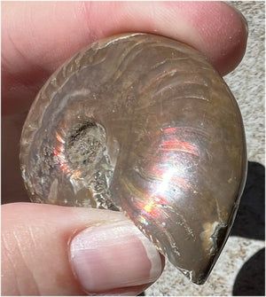 Madagascar Iridescent RED AMMONITE Fossil - Root Chakra, Stability