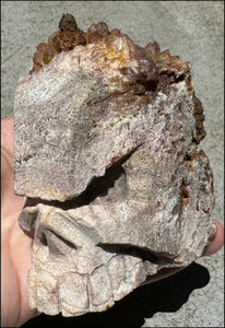 Fantastic XL Sparkly Hematoid Quartz + Limestone METAMORPHOSIS Crystal Skull