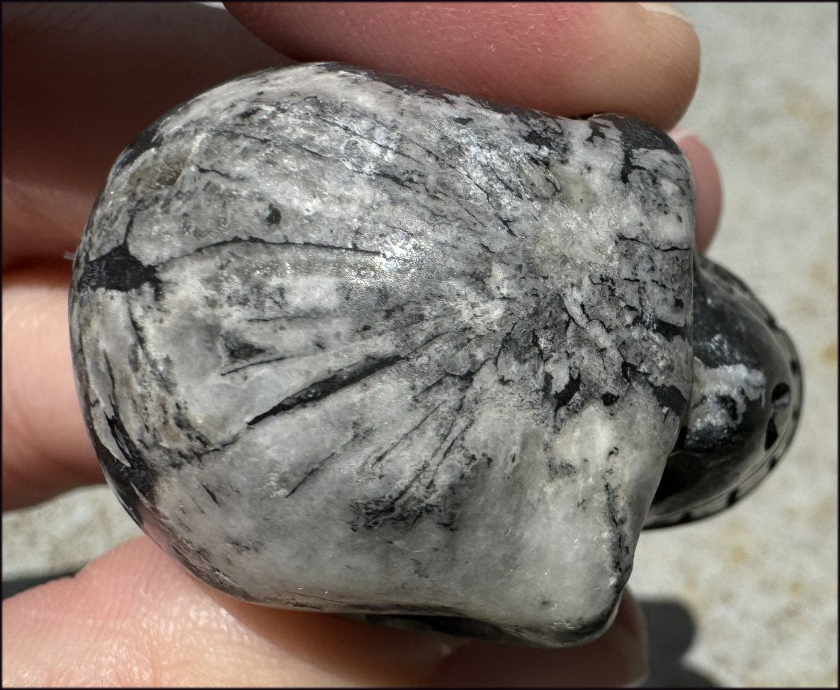 CHRYSANTHEMUM STONE Crystal Skull - Synchronicity, Harmony - with Synergy 7+ years