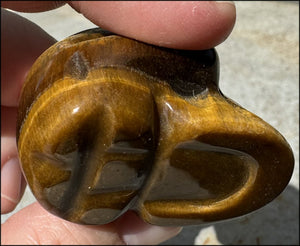 ~Fantastic SHIMMER~ Golden Tiger Eye CRYSTAL SKULL - with Synergy 14+ years