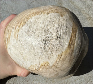 LifeSize Petrified Wood CRYSTAL SKULL - Past Life Work, Stabilizing