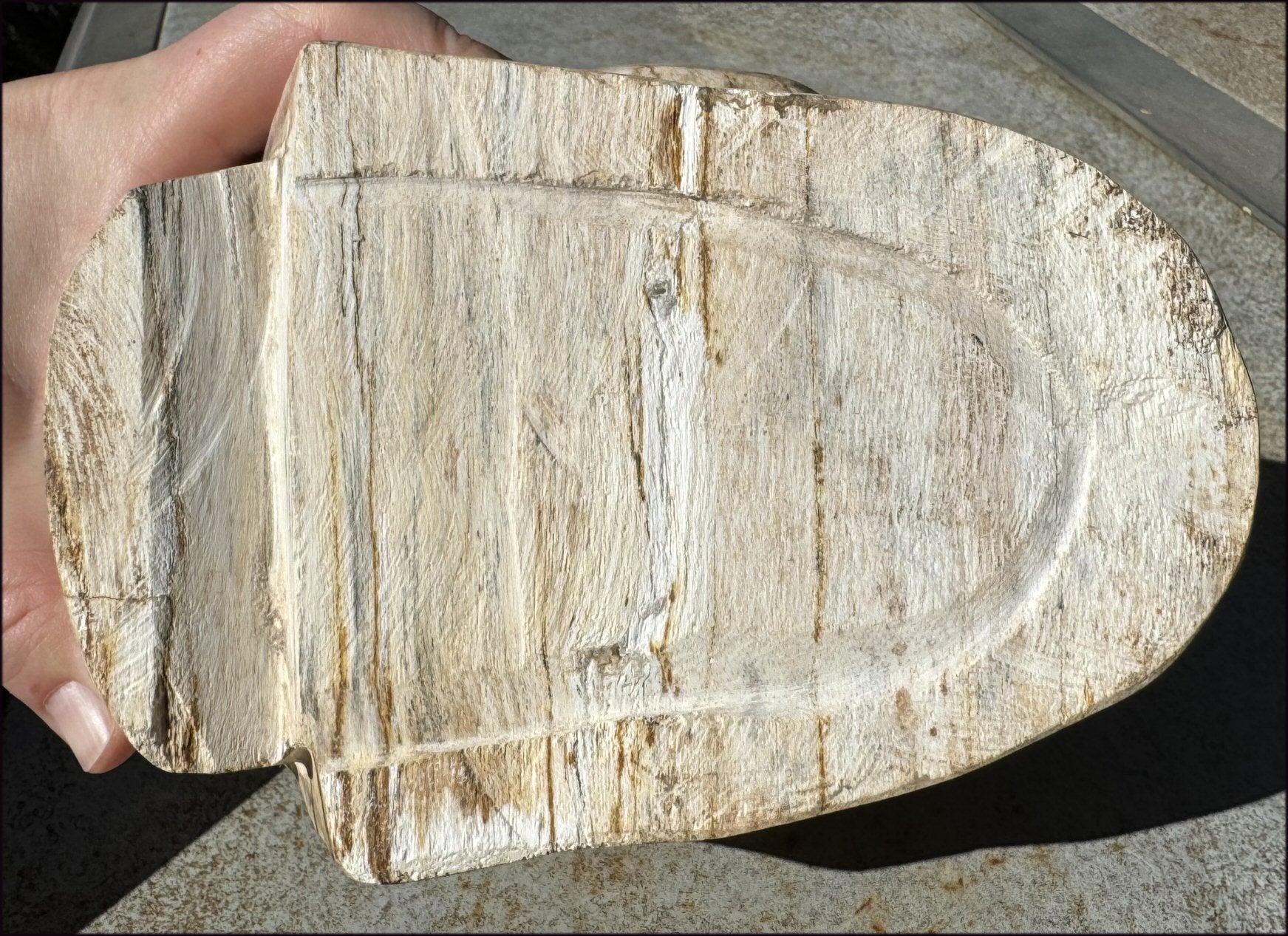 LifeSize Petrified Wood CRYSTAL SKULL - Past Life Work, Stabilizing