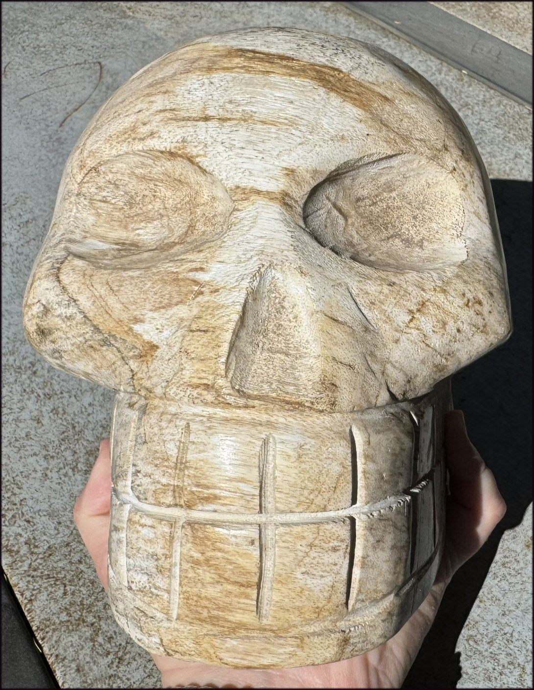 LifeSize Petrified Wood CRYSTAL SKULL - Past Life Work, Stabilizing